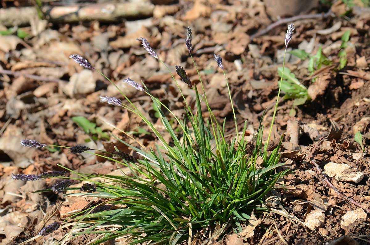 Sesleria sp